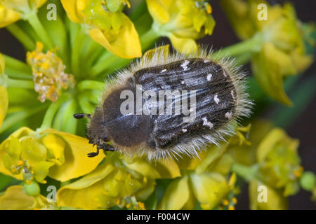 Hairy beetle, Apple blossom beetle (Tropinota hirta, Epicometis hirta), on yellow flowers, Germany Stock Photo