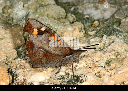 European Beak, Nettle-tree Butterfly, Nettle tree butterfly (Libythea celtis), sits on a stone Stock Photo