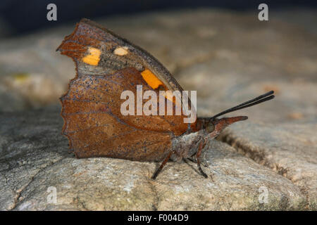 European Beak, Nettle-tree Butterfly, Nettle tree butterfly (Libythea celtis), sits on a stone Stock Photo