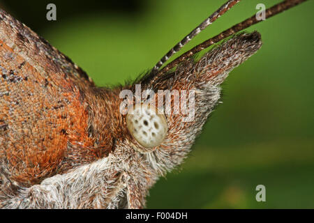 European Beak, Nettle-tree Butterfly, Nettle tree butterfly (Libythea celtis), portrait Stock Photo