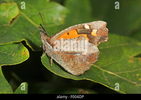 European Beak, Nettle-tree Butterfly, Nettle tree butterfly (Libythea celtis), on a leaf Stock Photo