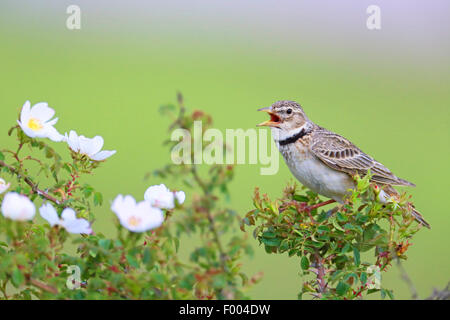 calandra lark (Melanocorypha calandra), singing on a rosebush, Bulgaria, Kaliakra Stock Photo