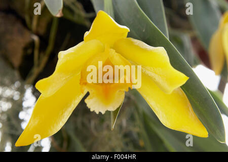 Euchile citrina hi-res stock photography and images - Alamy