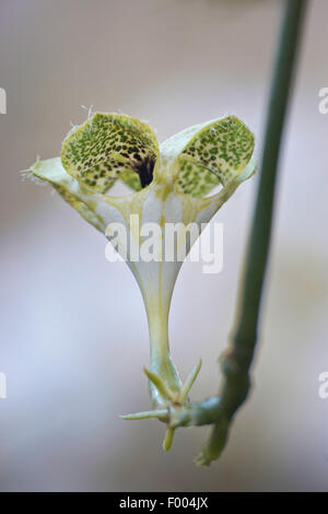 Ceropegia (Ceropegia sandersonii), flower Stock Photo