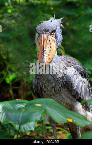 Whale-headed stork, Shoebill (Balaeniceps rex), portrait Stock Photo