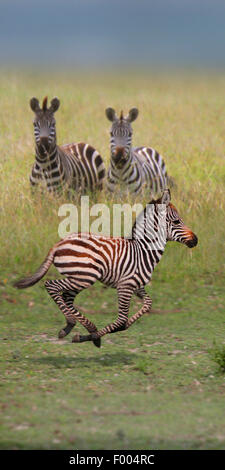 Common Zebra (Equus quagga), two zebras watching running juvenile, Africa Stock Photo