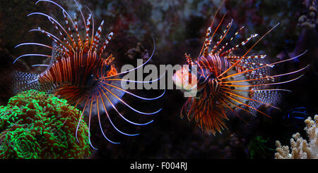radial firefish, longhorn firefish, clearfin turkeyfish (Pterois radiata), two rivals Stock Photo