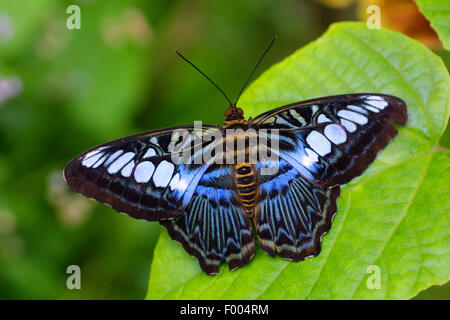 Swallowtail (Parthenos sylvia lilacinus), on a leaf, Malaysia Stock Photo