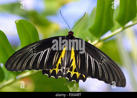 tropical butterfly (Troides helena), on a twig Stock Photo