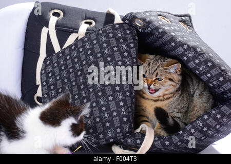 British Shorthair (Felis silvestris f. catus), two little kittens snarling at each other