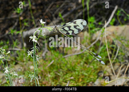 spoon-winged lacewing (Nemoptera sinuata), on an inflorescence, Turkey, Lycia, Dalyan-Delta