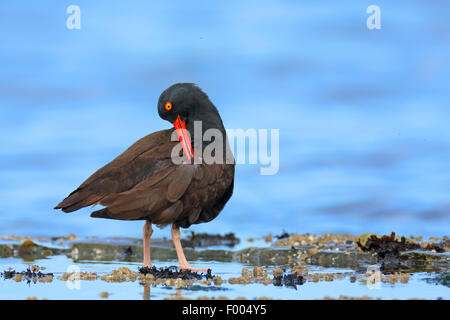 American black oystercatcher (Haematopus bachmani), plumage grooming at the sea, Canada, Vancouver Island, Victoria Stock Photo