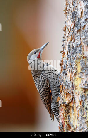 Common flicker (Colaptes auratus), juvenile bird climbs at a tree, Canada, Alberta, Banff National Park Stock Photo