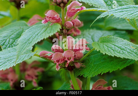 Large Red Dead-Nettle, Large Red Deadnettle (Lamium orvala), blooming, Germany Stock Photo