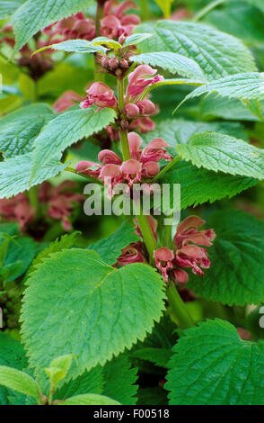 Large Red Dead-Nettle, Large Red Deadnettle (Lamium orvala), blooming, Germany Stock Photo