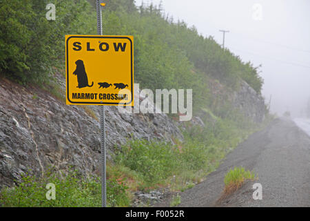 Vancouver Island Marmot (Marmota vancouverensis), warning label drive slow, Canada, Vancouver Island, Mount Washington Stock Photo