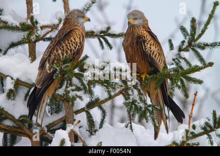 red kite (Milvus milvus), two red kites sitting on a fresh snowbound spruce, Switzerland, Sankt Gallen Stock Photo