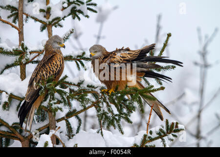 red kite (Milvus milvus), two red kites sitting on a fresh snowbound spruce, Switzerland, Sankt Gallen Stock Photo