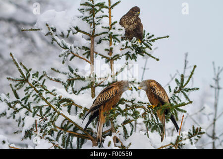 red kite (Milvus milvus), two red kites and an Eurasian buzzard sitting on a fresh snowbound spruce, Switzerland, Sankt Gallen Stock Photo