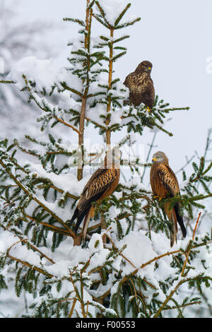 red kite (Milvus milvus), two red kites and an Eurasian buzzard sitting on a fresh snowbound spruce, Switzerland, Sankt Gallen Stock Photo