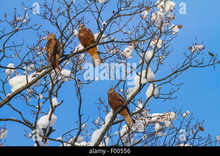 red kite (Milvus milvus), three red kites sitting on a fresh snowbound oak before blue sky, Switzerland, Sankt Gallen Stock Photo