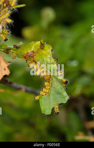 buff-tip moth (Phalera bucephala), group of caterpillars on an oak leaf, Germany Stock Photo