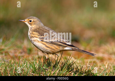 Buff-bellied pipit (Anthus rubescens), standing in a meadow, Canada, Ontario, Algonquin Provincial Park Stock Photo
