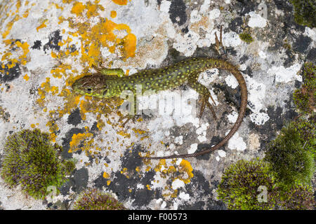 Ocellated lizard, Ocellated green lizard, Eyed lizard, Jewelled lizard (Timon lepidus, Lacerta lepida), young animal on a lichen-covered stone, France Stock Photo