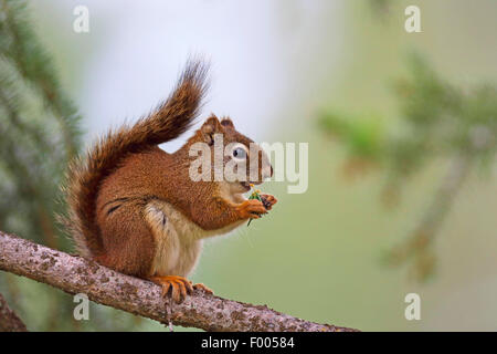 eastern red squirrel, red squirrel (Tamiasciurus hudsonicus), eats Douglas fir needles, Canada, Alberta, Banff National Park Stock Photo