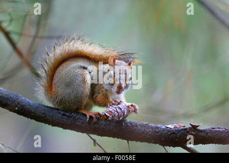 eastern red squirrel, red squirrel (Tamiasciurus hudsonicus), sits in a tree and eats a cone, Canada, Ontario, Algonquin Provincial Park Stock Photo