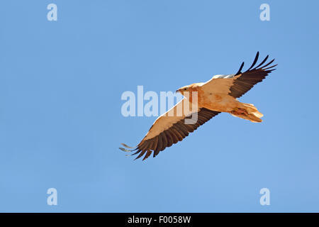 Egyptian vulture (Neophron percnopterus), adult bird flying, Canary Islands, Fuerteventura Stock Photo