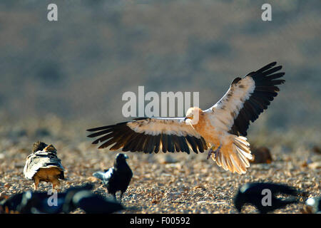 Egyptian vulture (Neophron percnopterus), lands on the ground, Canary Islands, Fuerteventura Stock Photo