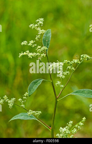 lamb's quarters, lambsquarters, pigweed, fat-hen (Chenopodium album), blooming, Germany Stock Photo