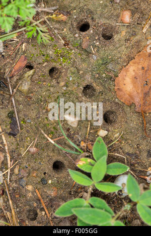 Green tiger beetle (Cicindela campestris), tubes of the larvae in the ground, Germany Stock Photo