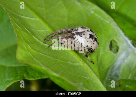 Furrow spider, Furrow Orbweaver Spider (Larinioides cornutus, Araneus cornutus), on a leaf, Germany