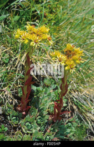 Wulfen's houseleek (Sempervivum wulfenii), blooming, Austria Stock Photo