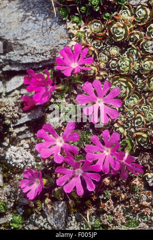 Alpine primrose (Primula minima), blooming, Germany Stock Photo