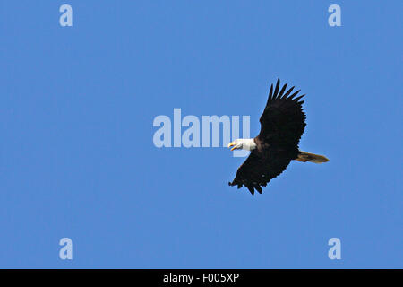 American bald eagle (Haliaeetus leucocephalus), flying at the blue sky and calling, Canada, Vancouver Island Stock Photo