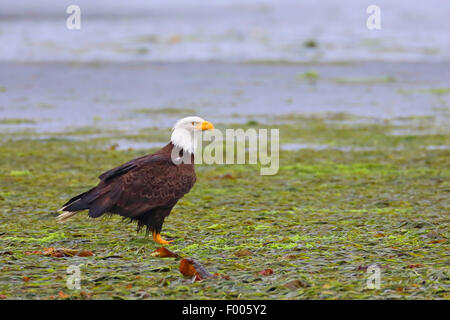 American bald eagle (Haliaeetus leucocephalus), standing on seaweed in an ocean bay , Canada, Vancouver Island Stock Photo