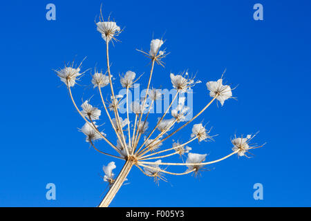 Cow parsnip, Common Hogweed, Hogweed, American cow-parsnip (Heracleum sphondylium), snowbound infructescence of a cow parsnip, Switzerland Stock Photo
