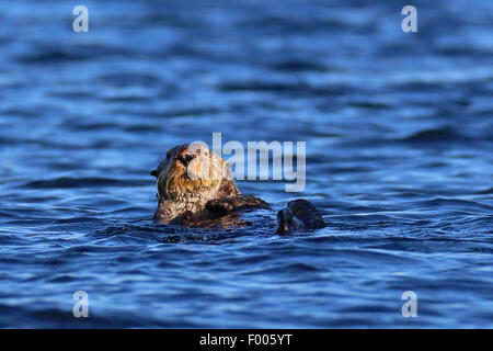 sea otter (Enhydra lutris), swimming, Canada, Vancouver Island Stock Photo