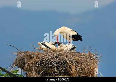 white stork (Ciconia ciconia), adult bird feeding young birds in the nest, Greece, Lake Kerkini Stock Photo