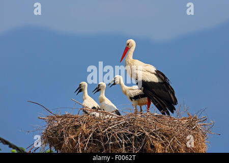 white stork (Ciconia ciconia), adult bird standing with young birds in the nest, Greece, Lake Kerkini Stock Photo