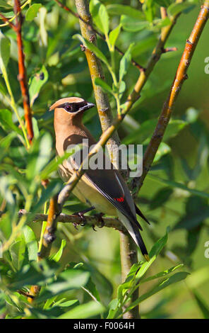 Cedar waxwing (Bombycilla cedrorum), sitting in a willow bush, Canada, Banff National Park Stock Photo