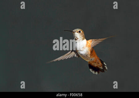 rufous hummingbird (Selasphorus rufus), female in hovering flight, Canada, Vancouver Island Stock Photo