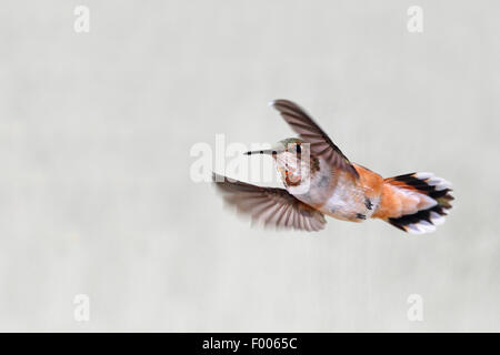 rufous hummingbird (Selasphorus rufus), female in flight, Canada, Vancouver Island Stock Photo