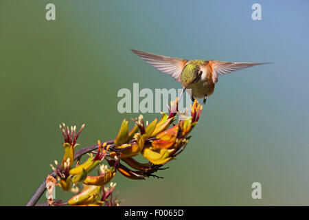 rufous hummingbird (Selasphorus rufus), female in hovering flight looking for nectar in a blossom, Canada, Vancouver Island Stock Photo