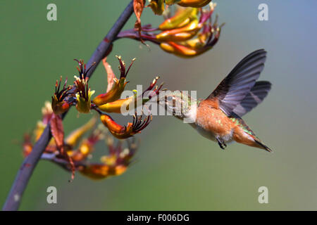 rufous hummingbird (Selasphorus rufus), female searching nectar in flight in a blossom, Canada, Vancouver Island Stock Photo