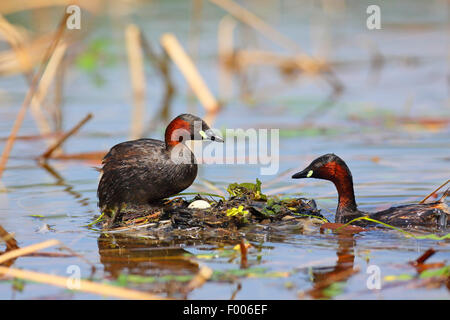 little grebe (Podiceps ruficollis, Tachybaptus ruficollis), couple at the floating nest with a clutch, Greece, Lake Kerkini Stock Photo