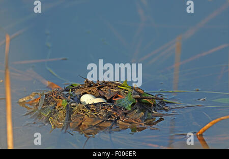 little grebe (Podiceps ruficollis, Tachybaptus ruficollis), floating nest with a clutch, Greece, Lake Kerkini Stock Photo